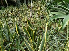 -呀路古热带植物园