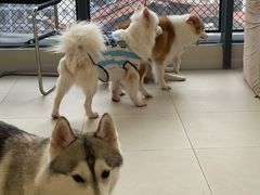 -怪兽屋·羊驼·猫咖·狗咖(俊华广场店)