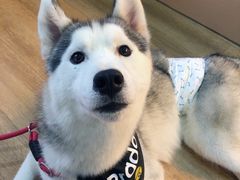 -Husky Go! 哈士奇体验馆·宠物咖啡厅狗咖