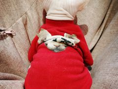 -藏猫猫咖啡主题馆(中央大道店)