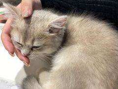 -伟伟宠物医院·CT影像中心·瑞派犬猫综合性门诊(汉口总院)