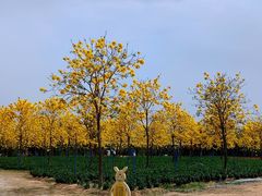 -天适樱花悠乐园