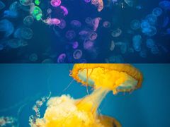 -烟台海昌鲸鲨海洋公园