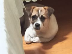 -关爱宠物医院·猫科中心·消化科(滨湖万达分院)