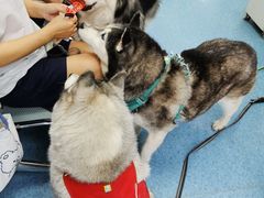 -北京赛佳动物医院