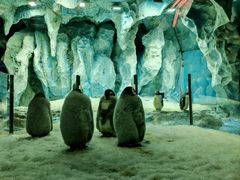 -帝企鹅自助餐厅•儿童岛•真企鹅(长隆企鹅酒店)