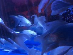 -中环花鸟鱼虫市场