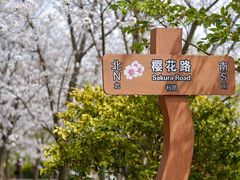 -顾村公园