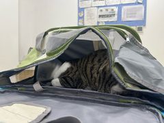 -艾贝尔宠物医院·24H转诊中心·肿瘤猫专科(江宁双龙店)