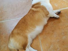 -柯斗斗主题餐厅·狗咖·围炉煮茶·茶饮(国瑞升平里店)