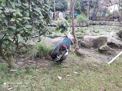 -洪湖家庭农场·团建·露营·会议