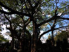 -瑞丽独树成林风景区