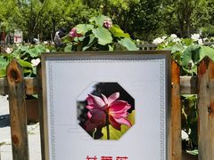 -莲花池公园