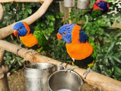 -南宫五洲植物乐园