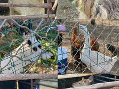 -昌平兴寿秀秀草莓采摘园