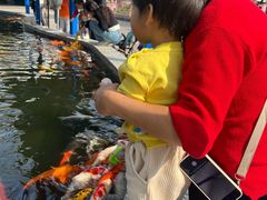 -南湖梦幻岛