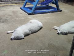 -芜湖新华联大白鲸海洋公园