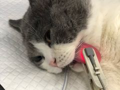 -芭比堂动物医院·犬猫全科·异宠专科(雁塔分院)