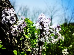 -贡湖湾湿地公园