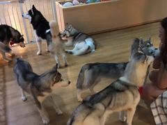 -Husky Go! 哈士奇体验馆·宠物咖啡厅狗咖