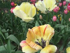 -洛阳郁金香牡丹园