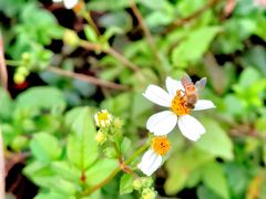 -广东花都湖国家湿地公园