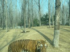 -北京野生动物园