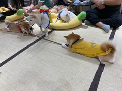 -逗柴咖啡屋·狗咖猫咖宠物桌游