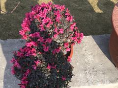 -秀丽东方