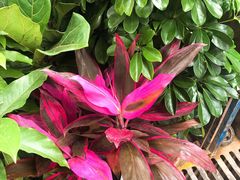 -秦美花卉(天朗·莱茵小城2期店)