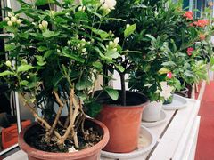 -苓记南京鸭血粉丝.皮肚面(县东巷店)