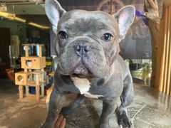 -more than meow吴止猫主题餐厅(承德 中船汇店)