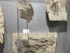 -烟台自然博物馆