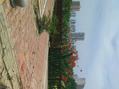 -金鸡岭桥头公园