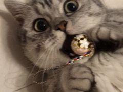 -家有小宠宠物美容(双楠街店)