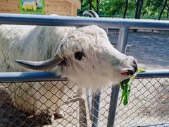 -长白岛森林公园