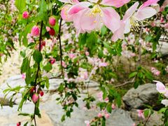 -海棠花溪(元大都城垣遗址公园)