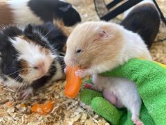 -怪兽屋·羊驼·猫咖·狗咖(俊华广场店)