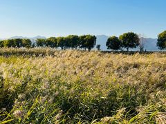 -野鸭湖国家湿地公园