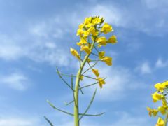 -桤木河湿地公园