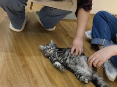 -COLOR PETS 撸猫馆·购猫·猫咖(长风大悦城店)