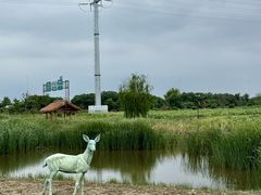 -杭州湾海上花田景区