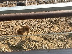 -合肥野生动物园