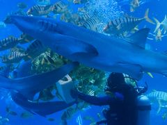 -太平洋海底世界