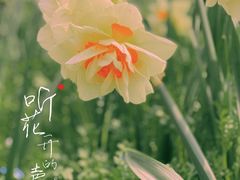 -花博汇(知音花月夜)