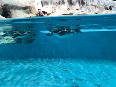 -帝企鹅自助餐厅•儿童岛•真企鹅(长隆企鹅酒店)