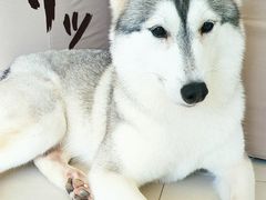 -怪兽屋·羊驼·猫咖·狗咖(俊华广场店)