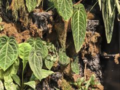 -自由生长植物工作室(深港花卉中心店)