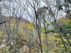 -王顺山国家森林公园