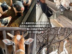-乌村